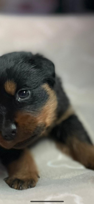 Dau pui de rottweiler gratis