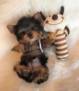Vand yorkshire terrier mini toy arhiva