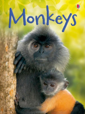 Monkeys - Carte Usborne (4+) foto