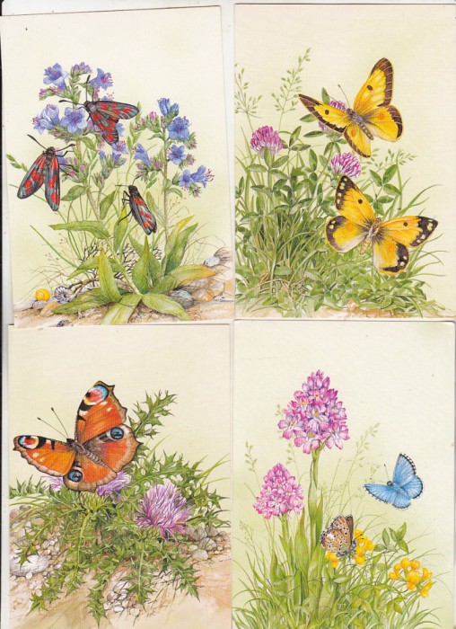 bnk cp Insecte - Fluturi - lot 20 carti postale *