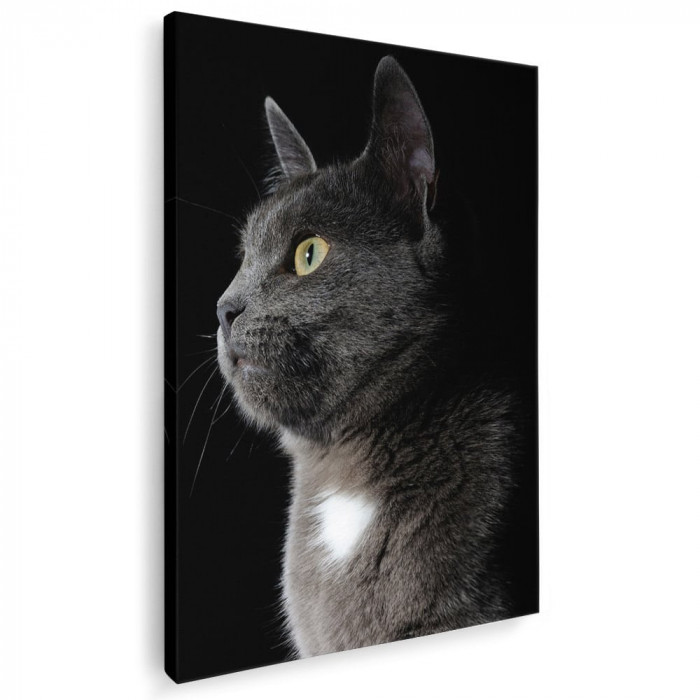 Tablou pisica gri pisici Tablou canvas pe panza CU RAMA 60x80 cm