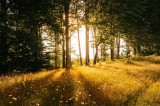 Tablou Canvas, "Lumina bl&acirc;ndă a dimineții &icirc;n pădure", Soare, Pădure, Razele, Lumină, Iarbă, Flori, Apus, Natură, Trunchiuri, Serenitate, 39 x 26 cm, C
