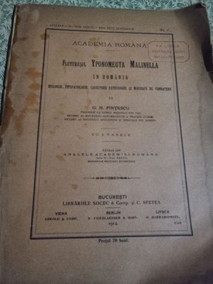 G. N. Fintescu - Fluturasul Yponomeuta Malinella in Romania foto