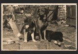 C&acirc;ini / Căței &icirc;n Curte Rurală - Gospodărie din Reșița - Ton Sepia - Fotografie Veche, Anii 1960
