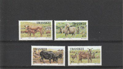 Fauna,Transkei. foto
