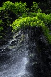 Tablou Canvas, "Cascada sub strălucirea frunzelor verzi", Cascadă, Vegetație, Apă, St&acirc;ncă, Verde, Natură, Ploaie, Frunziș, Umbră, Mișcare, 26 x 39 cm,