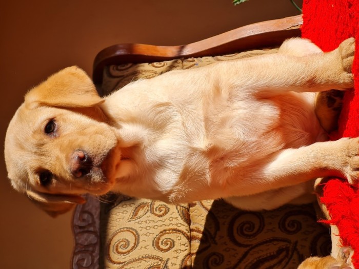 Labrador Retriever Auriu Mascul schema completa de vaccinare si deparazitare