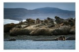 Tablou Canvas, "Colonie de morsă pe țărm arctic", Sunt &icirc;ntr-un lot comun de morse, &icirc;nmuiați pe un țărm st&acirc;ncos și &icirc;nconjurați de ape calme sub un cer