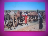 HOPCT 65CONDUCATOR DE CAMILE -COSTUM-SIRIA -KRUGER-ASIA -NECIRCULATA