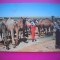 HOPCT 65CONDUCATOR DE CAMILE -COSTUM-SIRIA -KRUGER-ASIA -NECIRCULATA