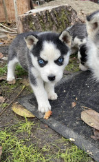 Husky Siberian foto