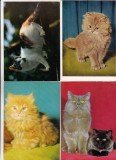 Bnk cp Pisici - lot 20 carti postale, Necirculata, Printata
