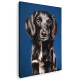 Tablou caine Retriever cu blana neteda Tablou canvas pe panza CU RAMA 70x100 cm