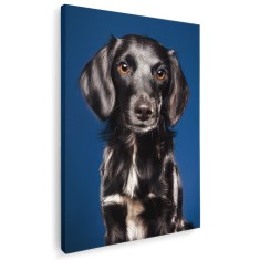 Tablou caine Retriever cu blana neteda Tablou canvas pe panza CU RAMA 20x30 cm