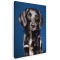 Tablou caine Retriever cu blana neteda Tablou canvas pe panza CU RAMA 60x80 cm