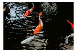 Tablou Canvas, "Koi fermecători &icirc;not&acirc;nd &icirc;n iaz", Pești, Apă, Koi, Reflectie, Armonie, Natură, Mișcare, Culori, Serenitate, Grandoare, 39 x 26 cm, CMCL