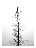 Tablou Canvas, "Solitudine &icirc;n alb și negru", Copac, Singuratic, Siluetă, Ramuri, Cer, Calm, Minimalism, Natură, 26 x 39 cm, CMCLASS