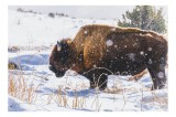 Tablou Canvas, "Bizon &icirc;n peisaj de iarnă albă", Zăpadă, Bizon, Iarbă, Iarnă, Peisaj, Natura, Frig, Albul, Animal, Serenitate, 39 x 26 cm, CMCLASS