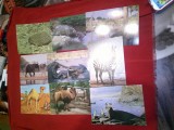 Set 21 Ilustrate - Fauna - diverse de la arici - la elefant ,1 circulata