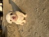 Pui bichon maltez, Top Dog