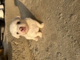 Pui bichon maltez