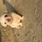 Pui bichon maltez