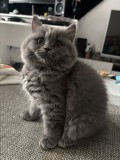 Pui Pisica - British Longhair - 3 luni (2 femele)