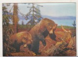 bnk cp Carte postala 3D - Fauna - Ursi - Japonia - Wonder Co SSP-205