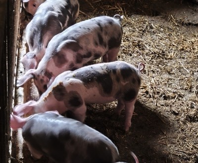 Purcei de v&amp;acirc;nzare foto