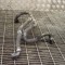 Furtun radiator răcire st&acirc;nga BMW 3 Gran Turismo F34 2016 OEM: 7609532 10788203