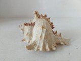 ** Scoica marina / Ghioc / cochilie, pt decor sau ghicit, 11x9x6.5cm