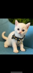 British Shorthair White - baiat superb foto