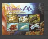 BEQUIA 2015 FAUNA MARINA MOLUSTE