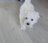 Bichon maltez