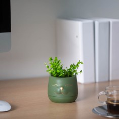 Decor plante artificiale - cap de pisica - 9 x 14 cm - 3 tipuri Best CarHome