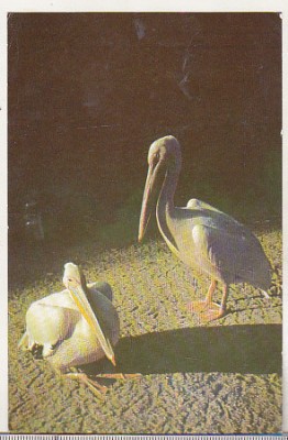 bnk cp Gradina zoologica Bucuresti - Pelican - circulata foto