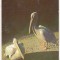bnk cp Gradina zoologica Bucuresti - Pelican - circulata