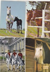 bnk cp Fauna - cai - lot 25 carti postale necirculate*