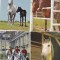 bnk cp Fauna - cai - lot 25 carti postale necirculate*