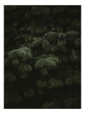 Tablou Canvas, "Atingerea luminii pe crengi verzi", Conifere, Verde, &Icirc;ntunecat, Textură, Frunziș, Aghiazmă, 26 x 39 cm, CMCLASS