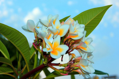 Tablou canvas Flori de plumeria, 45 x 30 cm foto