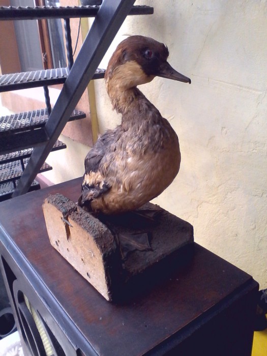 Rata salbatica Impaiata