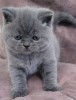 Motan british exotic shorthair