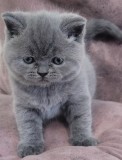 Motan british exotic shorthair, Royal Canin