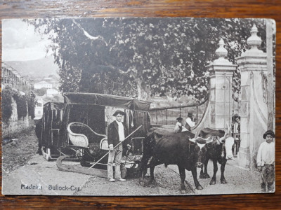 MADEIRA - SPANIA - CAR CU BOI - INCEPUT DE 1900 foto