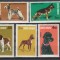 ROMANIA 1981 LP 1024 EXPOZITIA NATIONALA CANINA SERIE MNH