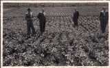 Fotografie tip carte postala necirculata, din perioada interbelica