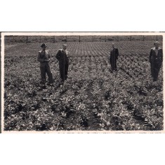 Fotografie tip carte postala necirculata, din perioada interbelica