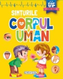Mini pop-up: Corpul uman. Simțurile - Hardcover - *** - Girasol