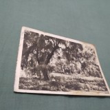Cumpara ieftin CARTE POSTALA BUCURESTI -PARCUL CISMIGIU NECIRCULATA